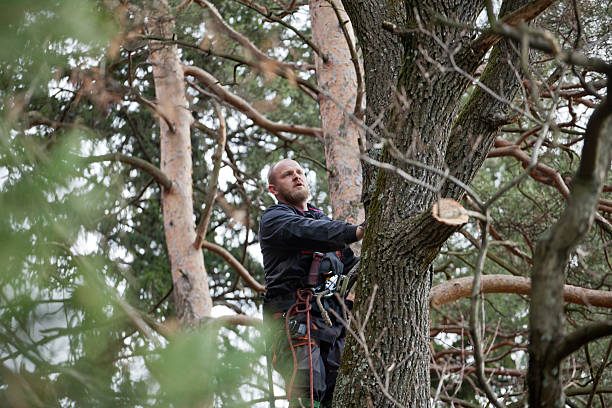 Best Arborist Consultation Services  in Sutherland, NE